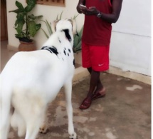 TABASKI 2016, Pape Diouf devant son mouton avant de l'égorger.