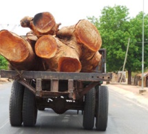 Sénégal-Gambie : Yahya Jammeh interdit l'importation de bois venant du Sénégal