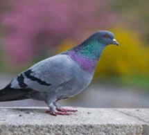Vidéo: ce pigeon accusé de djihadisme est placé en détention pour avoir transporté une lettre de menaces
