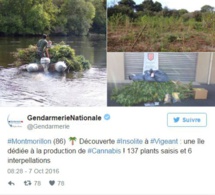 Les gendarmes découvrent une île dédiée à la culture du cannabis