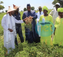 Macky Sall à Kaolack et Kaffrine: "Mon ambition est de faire des paysans des agriculteurs"