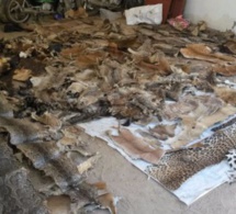 Criminalité faunique : Un trafiquant majeur arrêté à Kaolack avec une grande quantité de contrebande de peaux de lions et autres espèces rares