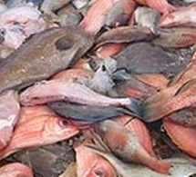 Kolda: 50 kg de poissons impropres à la consommation saisis