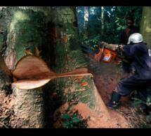 Déforestation en Casamance L’Etat annule tous les permis de coupe