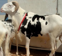 Braquage : 12 hommes armés attaquent les fermes de Deni Biram Ndao, Campement Nguekhokh et Niaga et disparaissent avec 53 moutons, dont 13 femelles ladoum