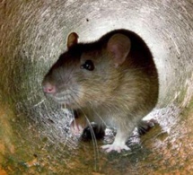 Une école maternelle fermée à cause de rats : ils déambulaient dans les classes
