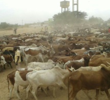 MAGAL 2016 : L'arrivée de près de 5000 boeufs à Dianatou Mahwa chez Cheikh Béthio Thioune (IMAGES)