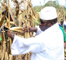 Et si Yahya Jammeh et son épouse Zeineb Jammeh retournaient aux champs? Voilà ce que ça donne