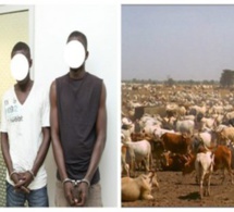 Louga : une bande de voleurs de bétail arrêtée par la gendarmerie
