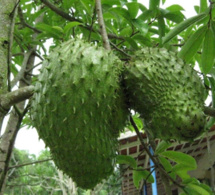 Le corossol, un remède contre le cancer et un fruit aux multiples bienfaits