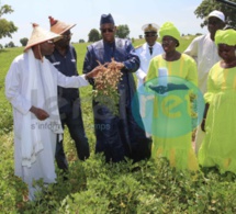 Sénégal : l'AFD alloue 10 milliards de Fcfa à la modernisation de l’agriculture