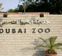 Ils ont fait manger un chat par des chiens: ils sont condamnés à nettoyer le zoo de Dubaï