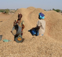 Campagne arachidière : plus de 82 000 tonnes collectées par la Sonacos (Dg)