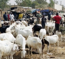 Marchés à bétail sénégalais: Les prix du mouton flambent à l’approche de l’Aïd El Kébir