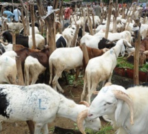 Mévente de moutons – Des vendeurs pleurent sur leur sort