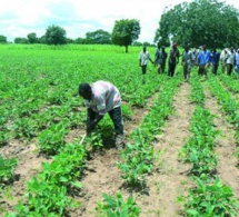 Oumar Sané, Dg de l’Agriculture : « Les pluies de fin de l’hivernage sont bénéfiques aux cultures »