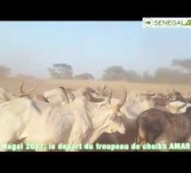 Magal Touba 2017 : 2000 bœufs commandés par Cheikh Amar pour les besoins du Magal.