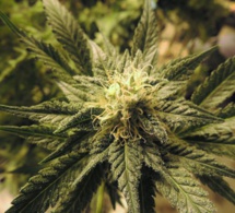 Sexe et cannabis feraient bon ménage selon STANFORD