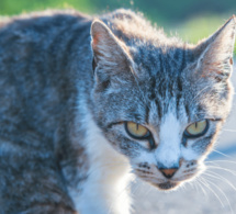 Japon : Un chat soupçonné de tentative de meurtre