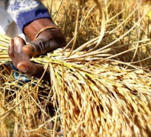 Agriculture : Le PAPRIZ2 donne ses lignes directrices pour l’autosuffisance et/ou l’exportation du riz sénégalais