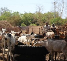 Gambie : le bétail de Jammeh vendu aux enchères