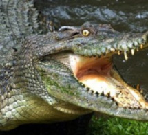 Zimbabwe: un touriste tué par des crocodiles dans le parc national