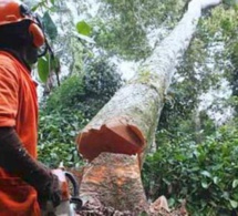 Suspension de la coupe de bois en Casamance: Greenpeace salue la décision du Président Macky Sall