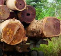 Casamance : La Gambie mise à contribution dans le trafic de bois