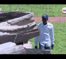 VIDEO - Coupe de bois en Casamance: un film pour tout comprendre sur cette pratique