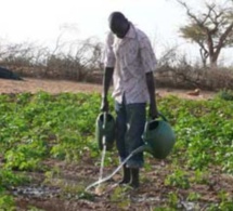 Mutualisation des politiques de recherche : Un viatique du développement agricole