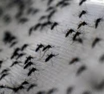 Catastrophe naturelle à Hoggy : Une nuée de moustiques s’abat sur les malades et accompagnants