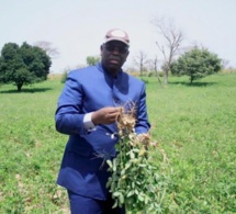 Campagne agricole: La saison 2017-2018 a battu tous les records, selon Seydou Guèye