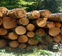 Comment le Comzone n°6 a fait foirer une importante saisie de bois