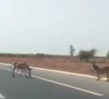 Dakar : Un automobiliste filme des ânes qui traversent l’autoroute à péage