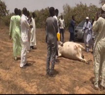 Bayakh : un agriculteur tire sur un éleveur, tue sa vache