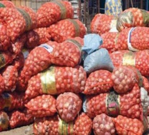 Approvisionnement du marché national: 150 tonnes d’oignon, attendues pour la Tabaski