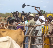 Macky Sall fait le bilan des intempéries: 22 992 moutons, 23 300 caprins et 521 bovins perdus