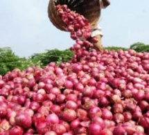 Saint-Louis : les producteurs annoncent une perte de 7000 Tonnes d’oignons