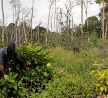 Côte d'Ivoire : l’émergence hypothéquée par le changement climatique