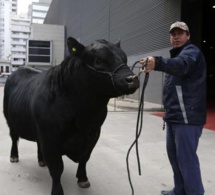 Coupe du monde 2018: Des agriculteurs argentins nomment un taureau «Mbappé» en l'honneur du champion