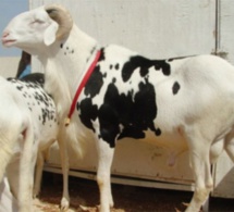 Approvisionnement en moutons de Tabaski : Mahammed Dionne prend une batterie de mesures