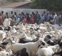 200 moutons offerts au Khalif général des Mourides