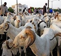Diourbel : les prix des moutons sont exorbitants