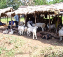 Tabaski des « Goorgorlou » : Les moutons « poids plumes » en vedette