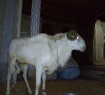 Me Abdoulaye Wade a offert à l'Imam de la Grande Mosquée de Massalikoul Djinane...