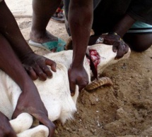 Tabaski: Précautions à prendre avant et après le sacrifice du mouton…