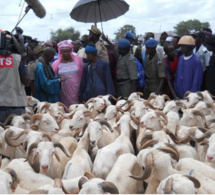 Tabaski: Entre 50 000 et 60 000 moutons invendus