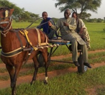 Arrêt sur image – L’ancien Ministre Habib Sy conduisant une charrette…