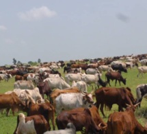 Vidéo : Cheikh Béthio au Mali pour acheter des camions de bœufs …Regardez Vidéo : Cheikh Béthio au Mali pour acheter des camions de bœufs …Regardez