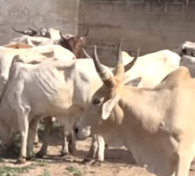 TOUBA: Aziz Ndiaye convoie 20 bœufs, CHEIKH BASS À AZIZ NDIAYE :  » Ton geste fera beaucoup plaisir à…